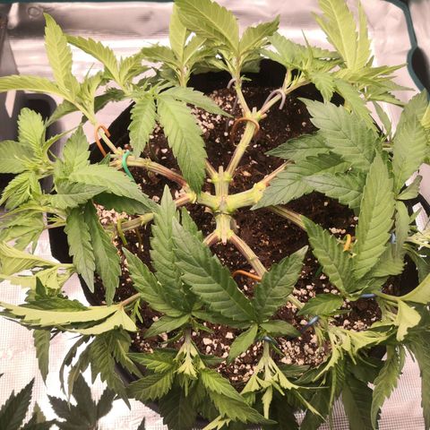 Hindu Kush growlog timeline photo