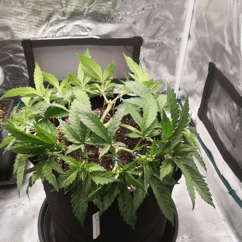 Hindu Kush growlog timeline photo