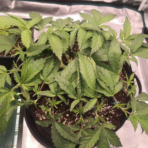 Hindu Kush growlog timeline photo