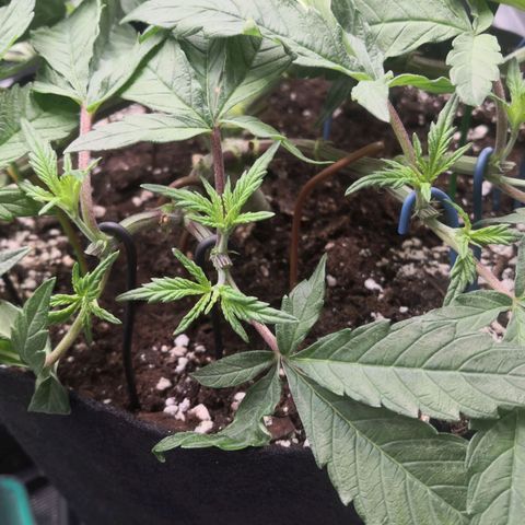 Hindu Kush growlog timeline photo