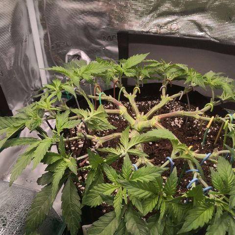 Hindu Kush growlog timeline photo