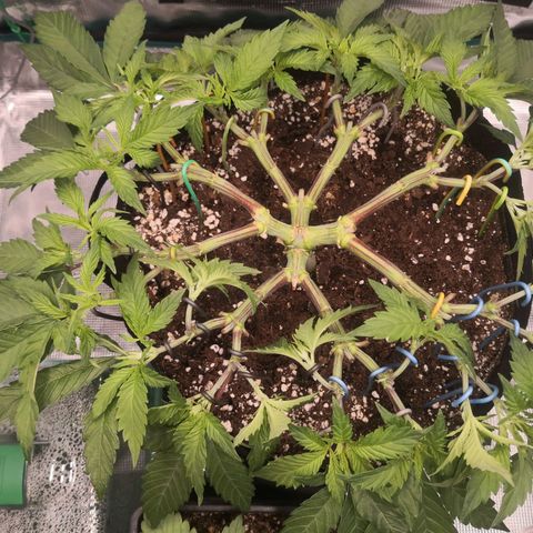 Hindu Kush growlog timeline photo