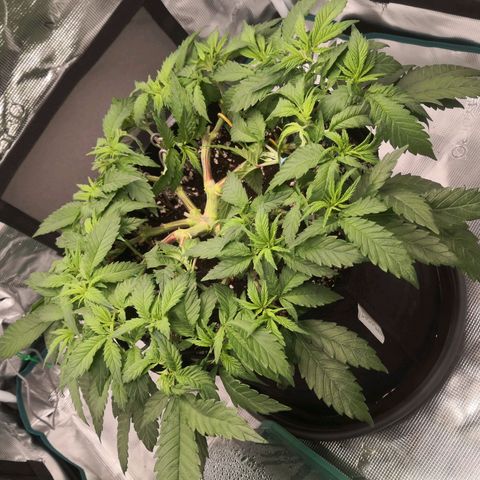 Hindu Kush growlog timeline photo