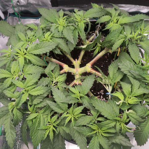 Hindu Kush growlog timeline photo