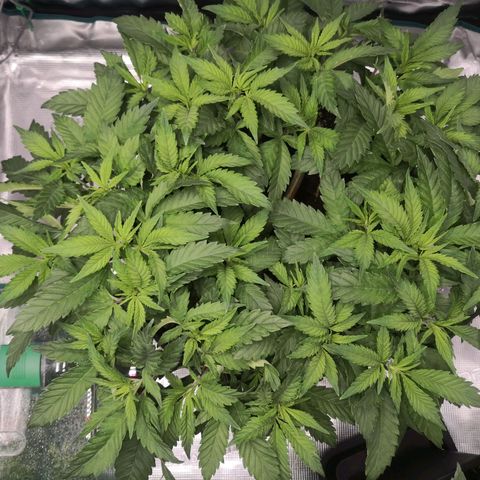 Hindu Kush growlog timeline photo
