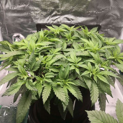 Hindu Kush growlog timeline photo