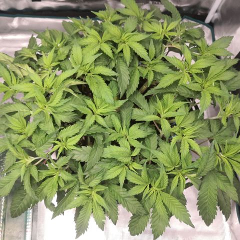 Hindu Kush growlog timeline photo