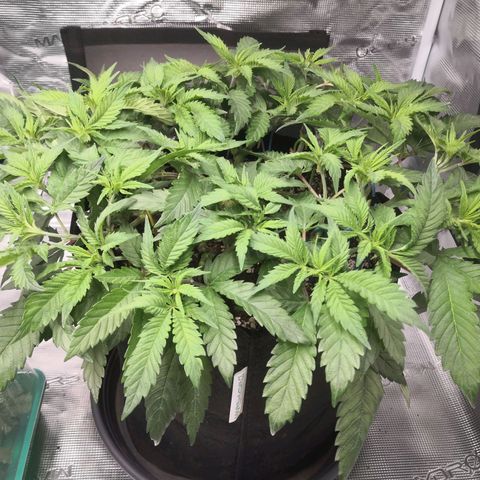 Hindu Kush growlog timeline photo