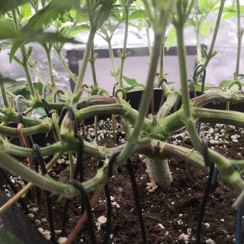 Hindu Kush growlog timeline photo