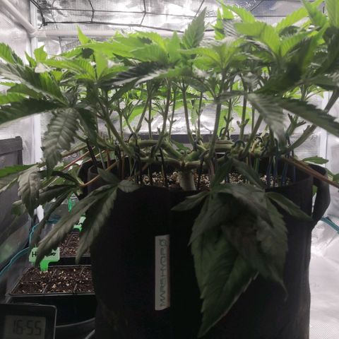 Hindu Kush growlog timeline photo