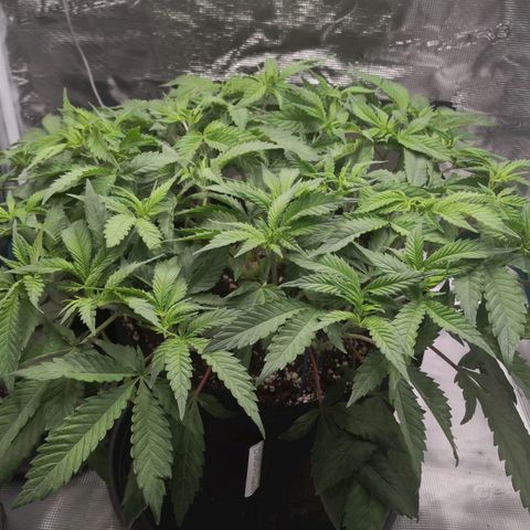 Hindu Kush growlog timeline photo