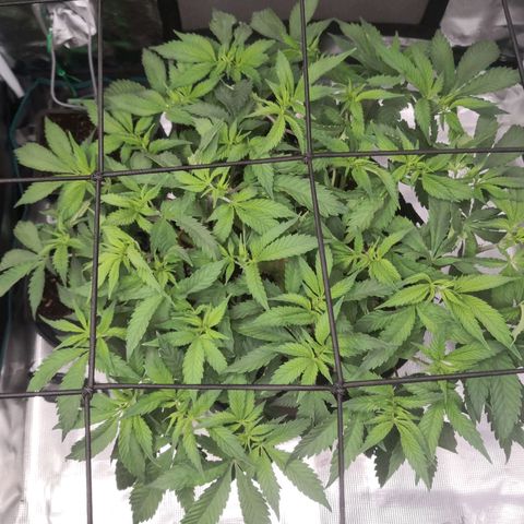 Hindu Kush growlog timeline photo
