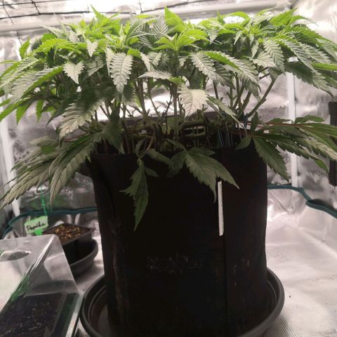 Hindu Kush growlog timeline photo