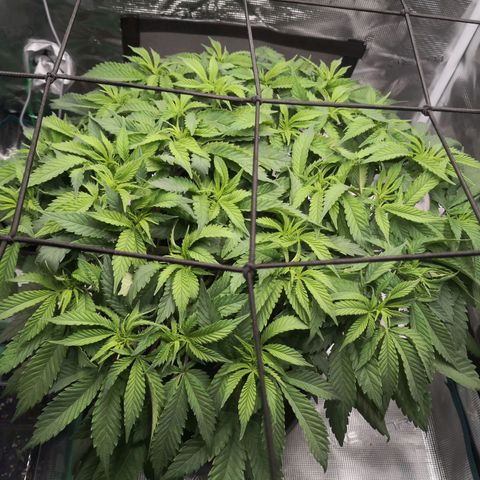 Hindu Kush growlog timeline photo