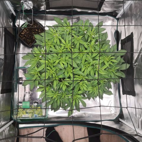 Hindu Kush growlog timeline photo