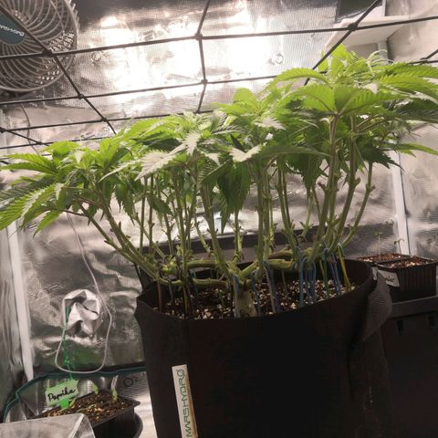 Hindu Kush growlog timeline photo