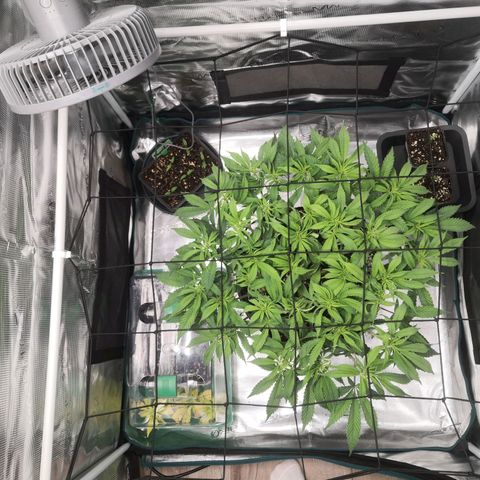 Hindu Kush growlog timeline photo