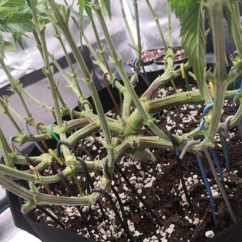Hindu Kush growlog timeline photo