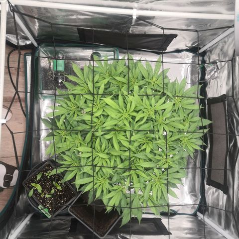 Hindu Kush growlog timeline photo