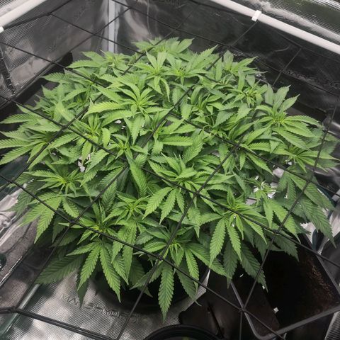 Hindu Kush growlog timeline photo