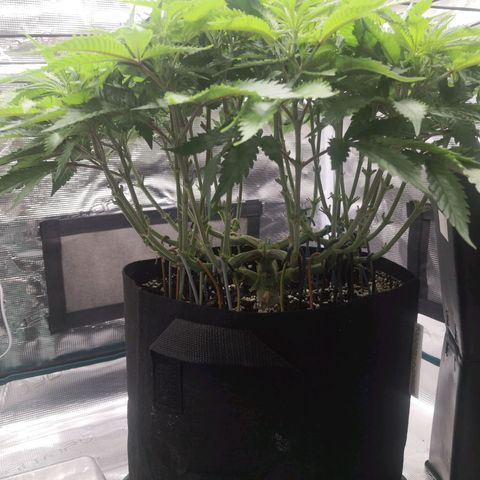 Hindu Kush growlog timeline photo
