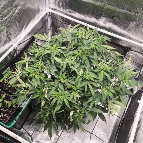 Hindu Kush growlog timeline photo