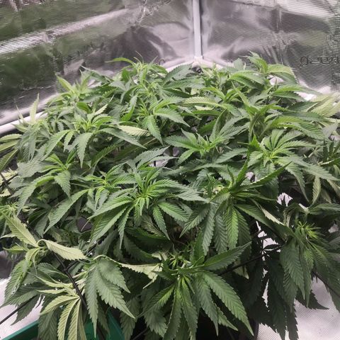 Hindu Kush growlog timeline photo