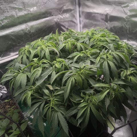 Hindu Kush growlog timeline photo