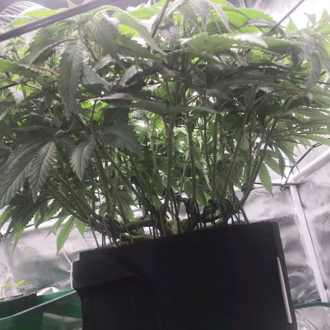 Hindu Kush growlog timeline photo