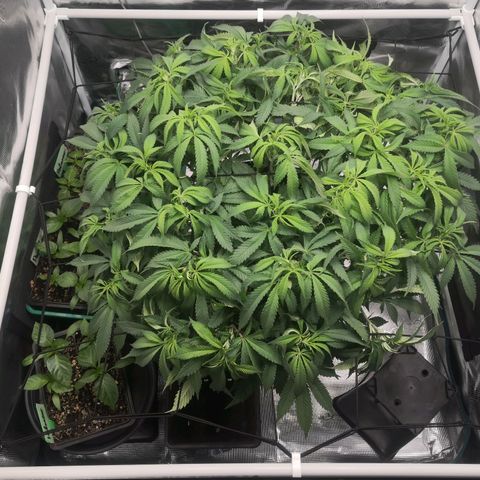 Hindu Kush growlog timeline photo