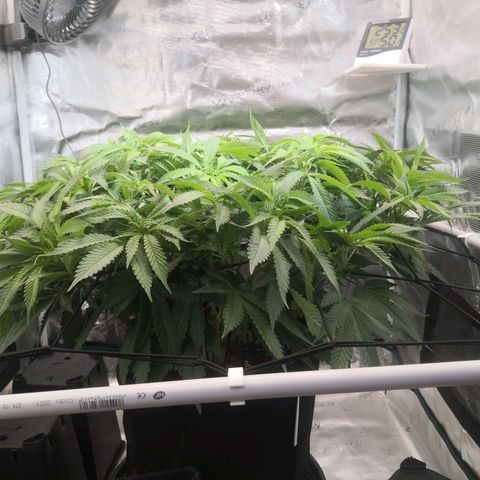 Hindu Kush growlog timeline photo