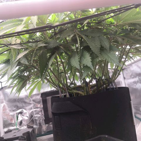 Hindu Kush growlog timeline photo