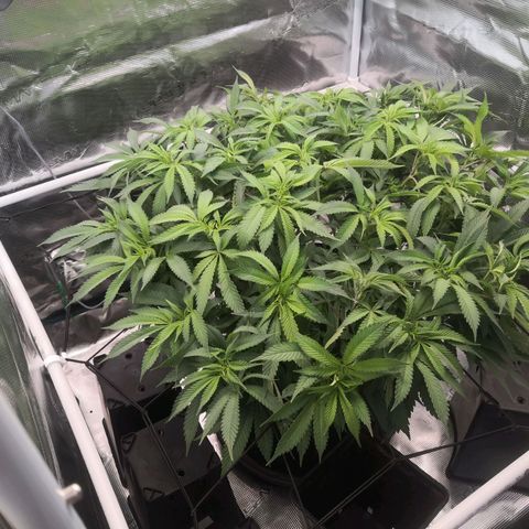 Hindu Kush growlog timeline photo