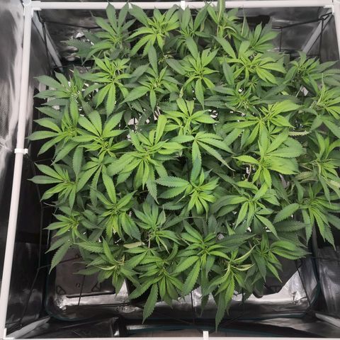 Hindu Kush growlog timeline photo