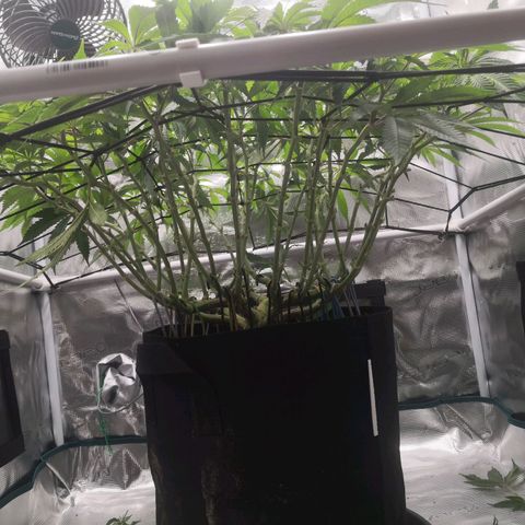Hindu Kush growlog timeline photo