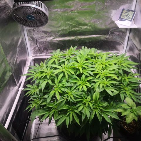 Hindu Kush growlog timeline photo