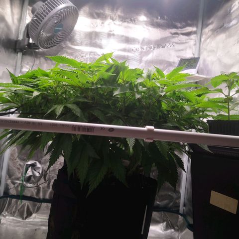 Hindu Kush growlog timeline photo