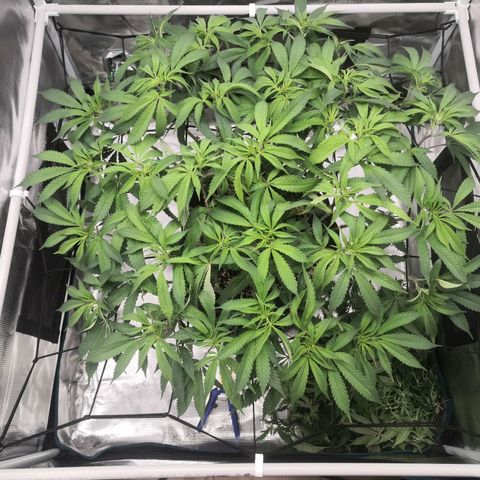 Hindu Kush growlog timeline photo