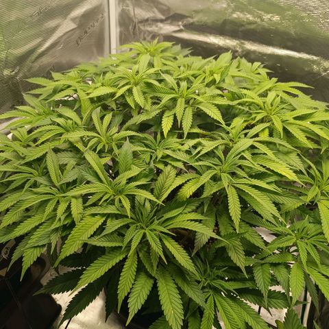 Hindu Kush growlog timeline photo