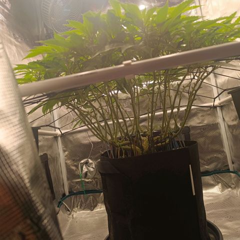Hindu Kush growlog timeline photo
