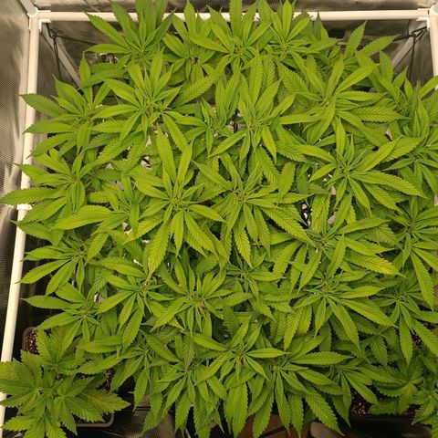 Hindu Kush growlog timeline photo