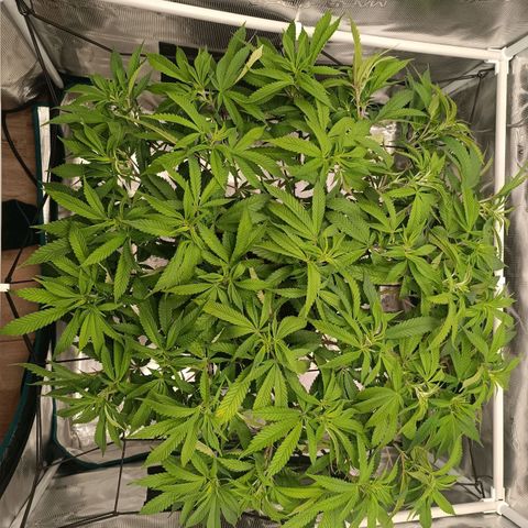 Hindu Kush growlog timeline photo