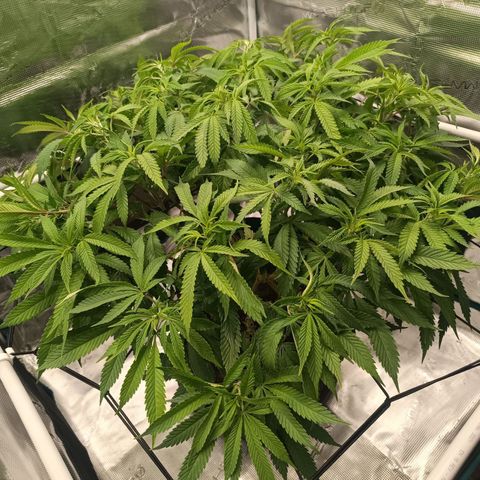 Hindu Kush growlog timeline photo