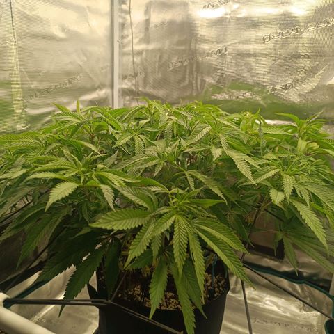 Hindu Kush growlog timeline photo