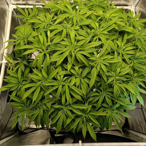 Hindu Kush growlog timeline photo