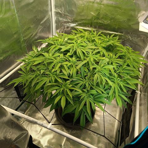 Hindu Kush growlog timeline photo