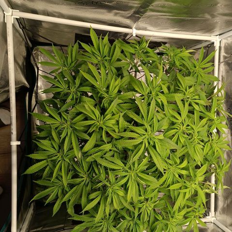 Hindu Kush growlog timeline photo