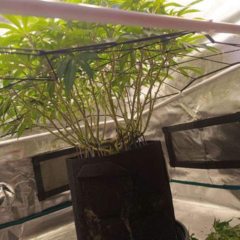 Hindu Kush growlog timeline photo