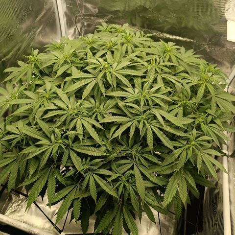Hindu Kush growlog timeline photo