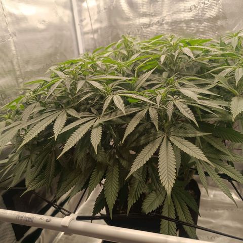 Hindu Kush growlog timeline photo